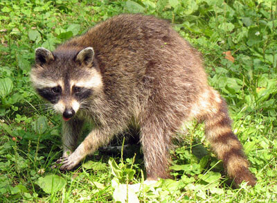 chimneys.com privacy policy